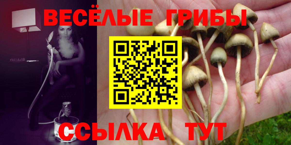 как найти   Воркута  Псилоцибиновые грибы Psilocybe 